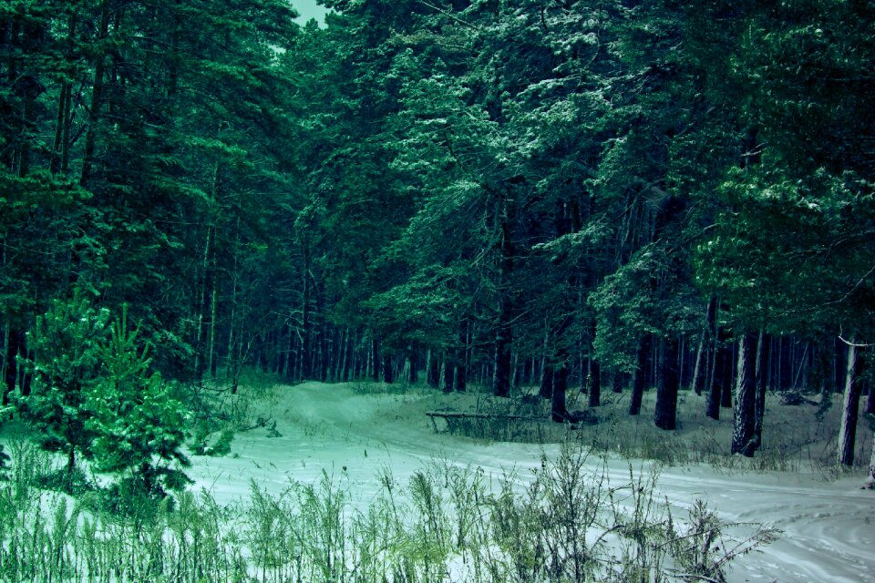 Russia landscape thicket