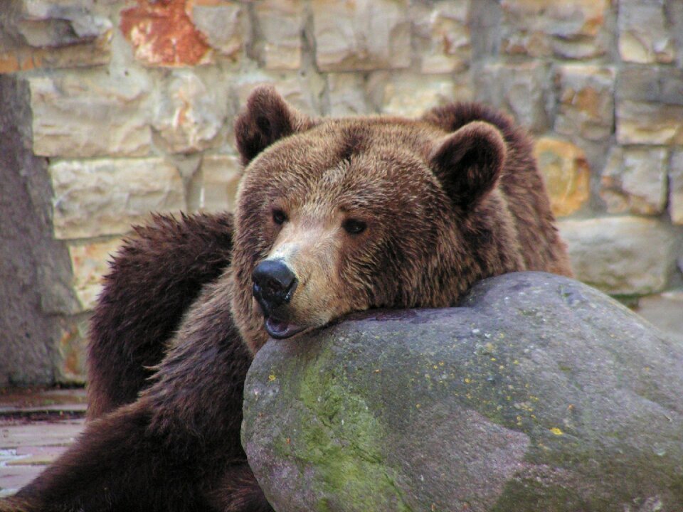 Brown bear predator bear enclosure