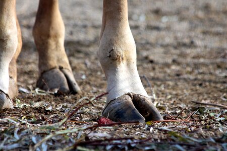 Soil russian animal ovis
