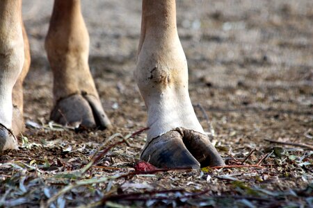 Soil russian animal ovis photo