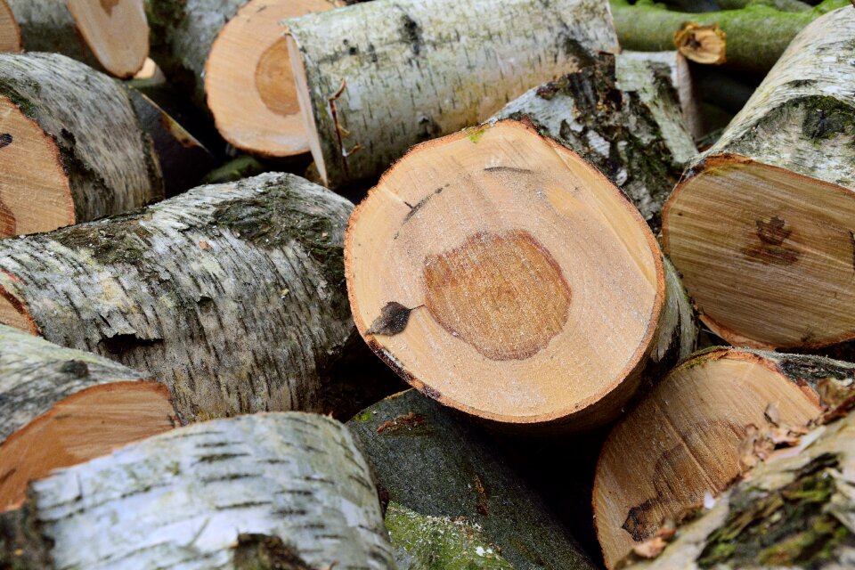 Birch holzstapel tree trunks