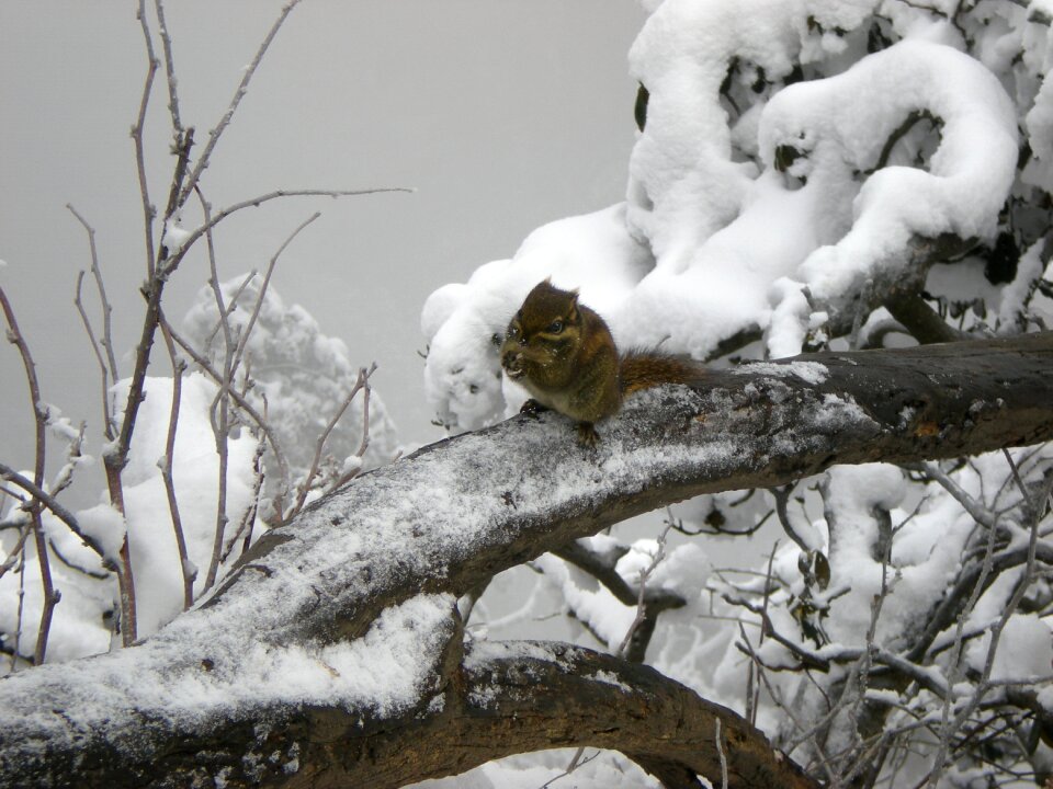 Squirrel snow winter
