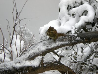 Squirrel snow winter
