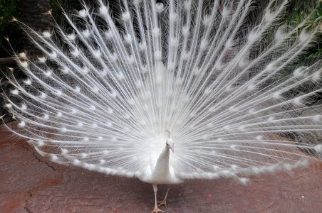 Peacock white special colour