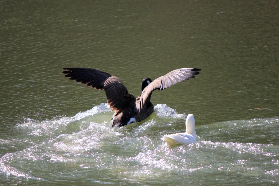 Bird wildlife lake