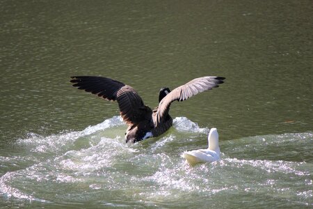 Bird wildlife lake photo