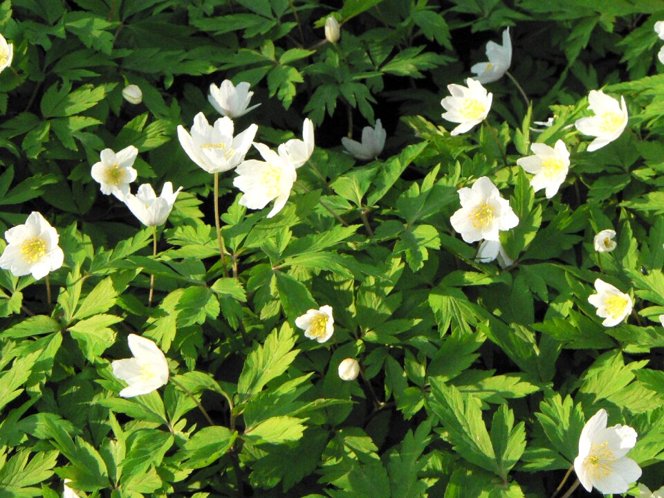 Forest flowering nature