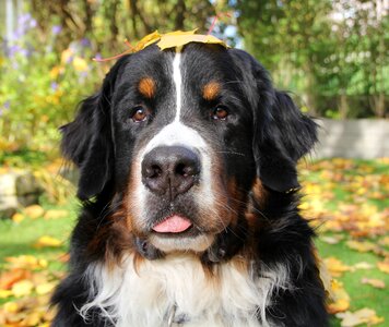 Bernese mountain dog autumn animal photos photo