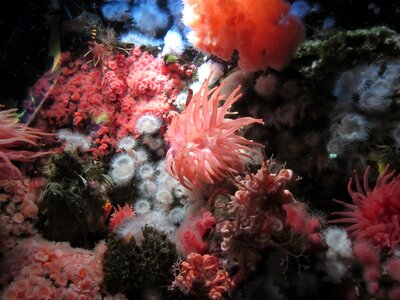 Aquarium vancouver anemone photo