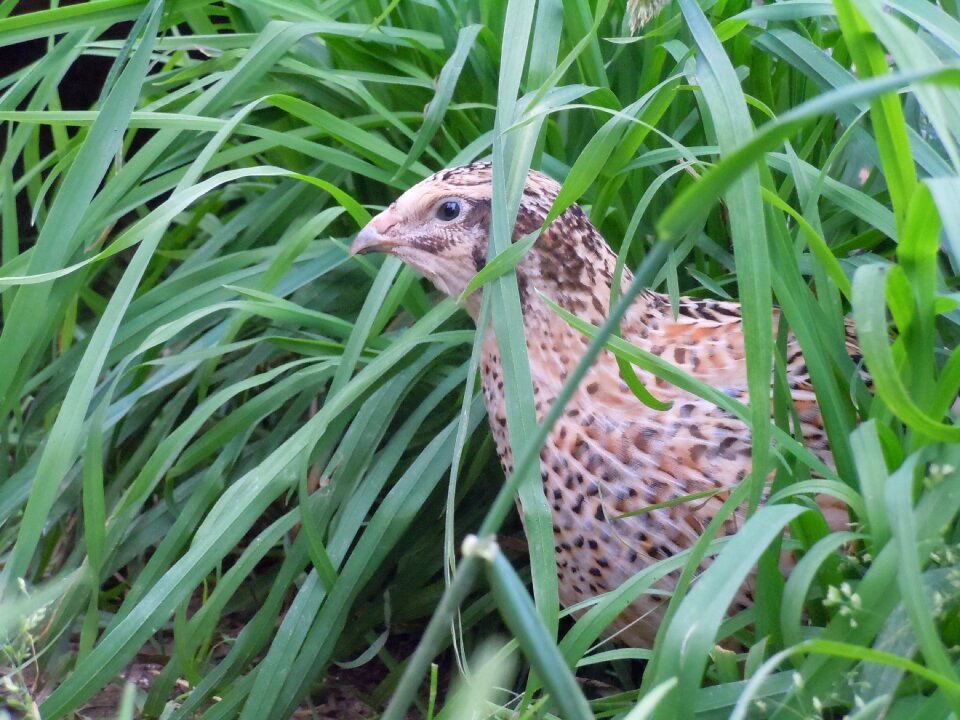 Quail poultry animal