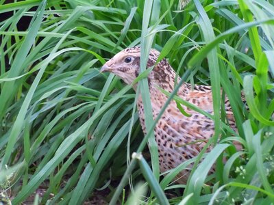 Quail poultry animal