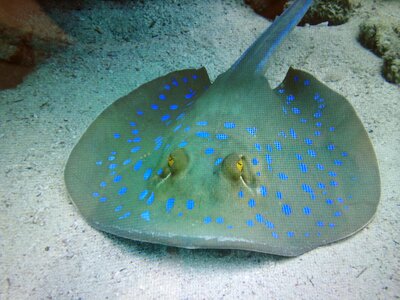 Rays animals sea