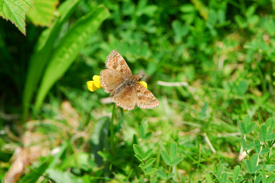Wildlife sussex mill hill
