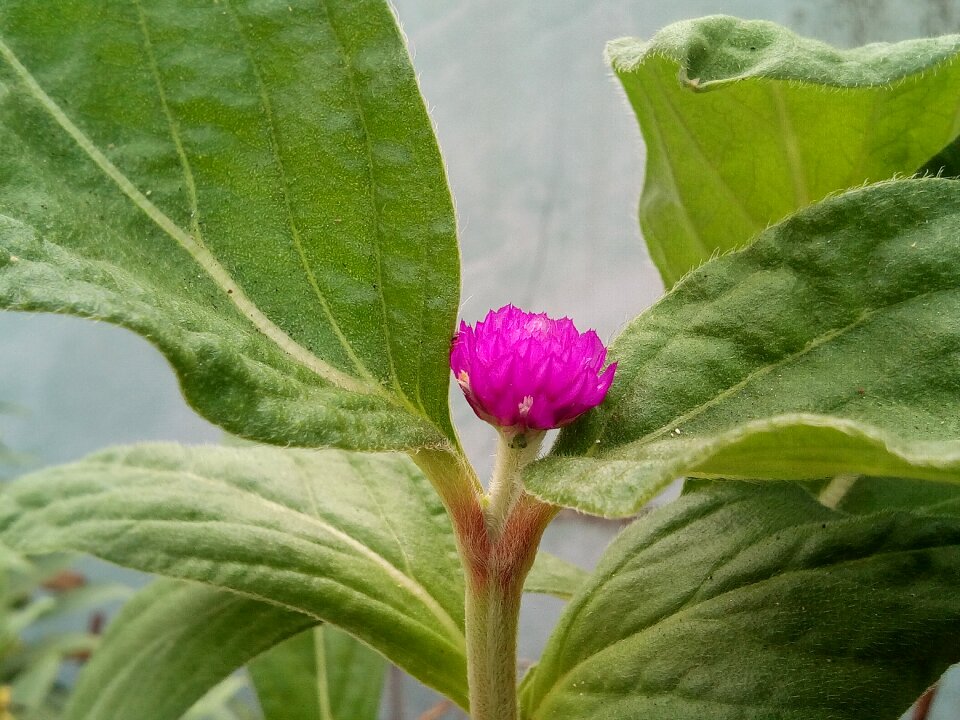 Flower close boobpha