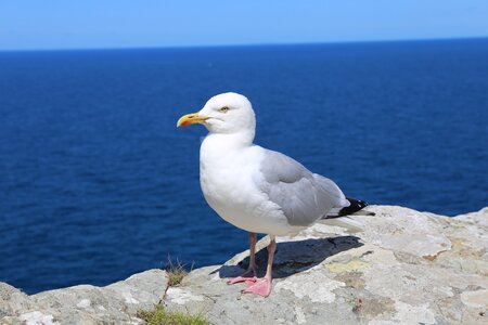 Seagull animal british photo
