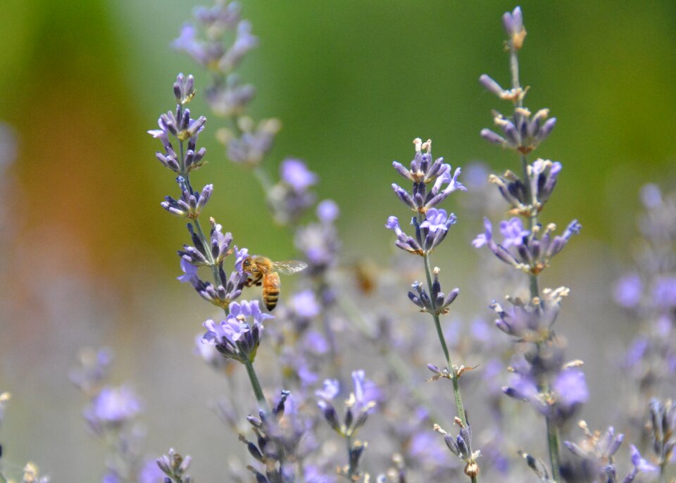 Flower purple lavender