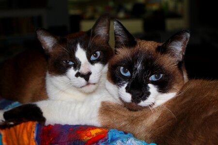 Domestic animal eyes