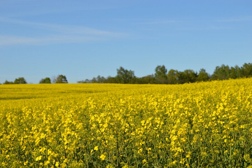 Yellow bed yellow fields
