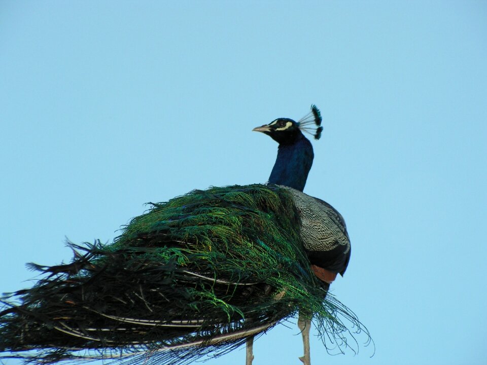 Peacock bird zoo