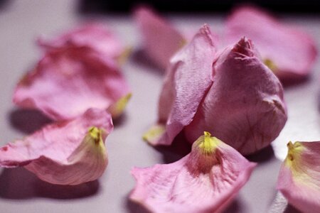 Flower petals pink