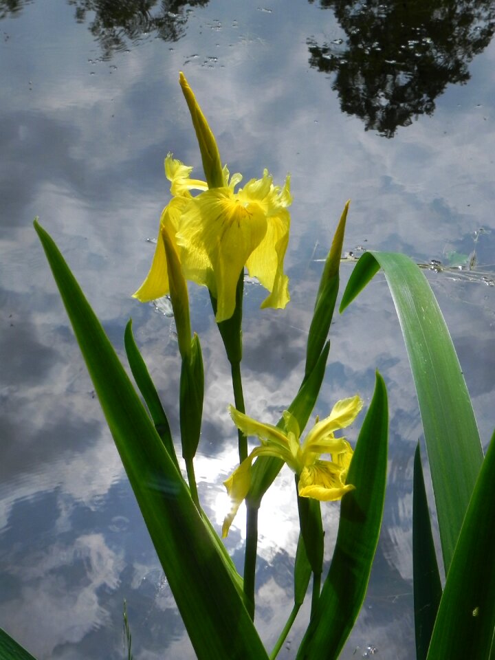 Garden nature plant