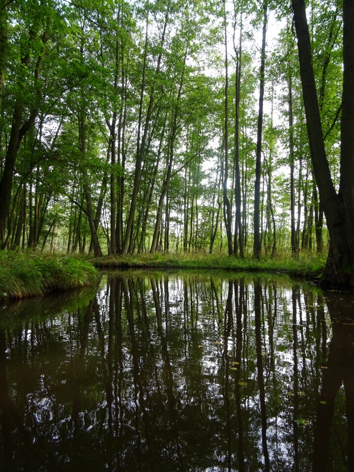 Forest river spree