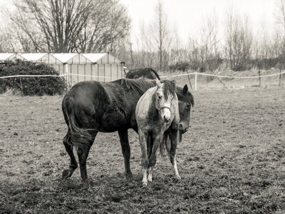 Horse pre black and white photo