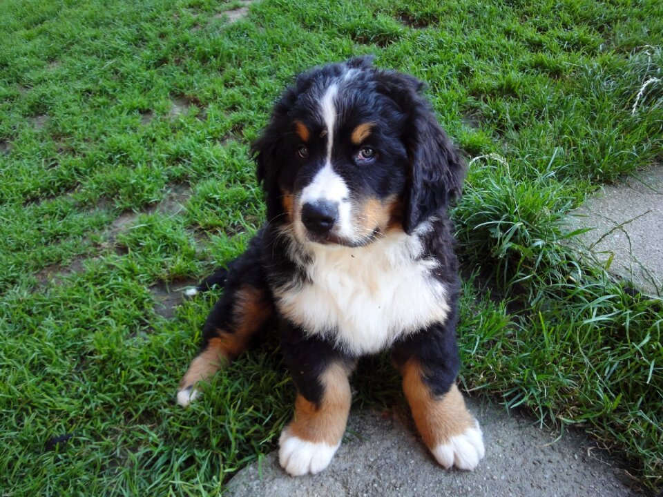 Animal picture dog puppy