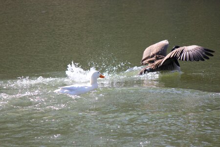 Nature wildlife lake