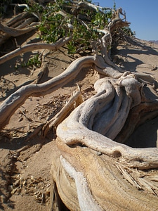 Arid dry root photo