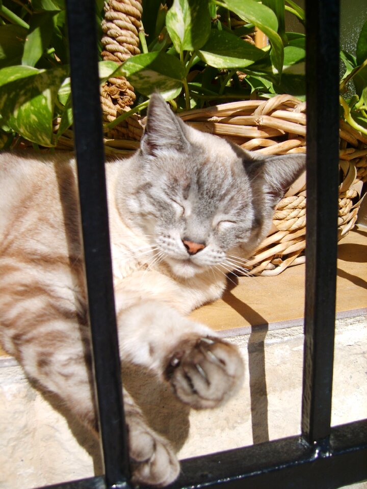 Animals sleep cats