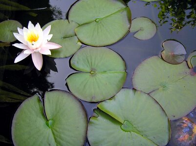 Green aquatic water lily photo