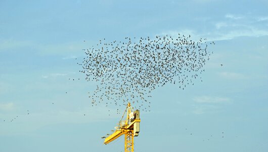 Swarm flying bird migration photo
