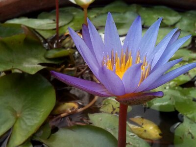Flowers lotus lake purple lotus