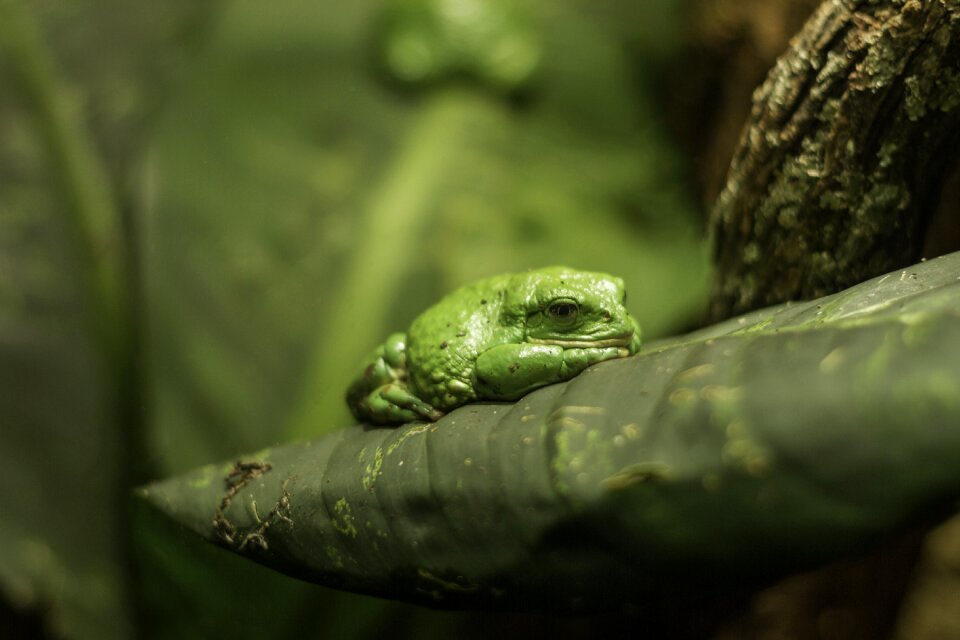Animal amphibian nature