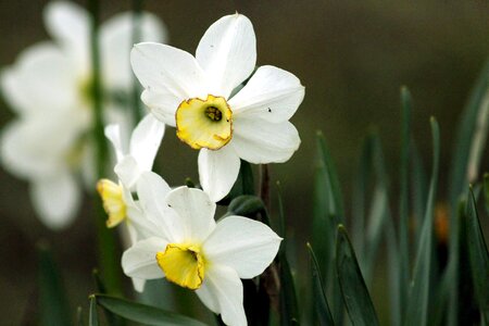 Plant white closeup photo