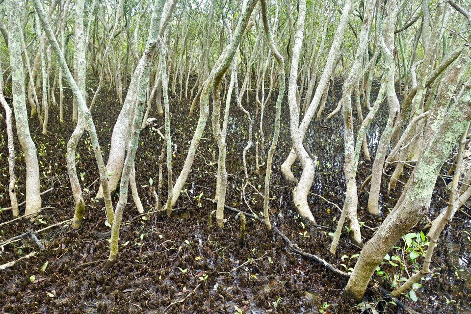Trees marsh wetland