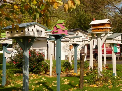 House yard garden
