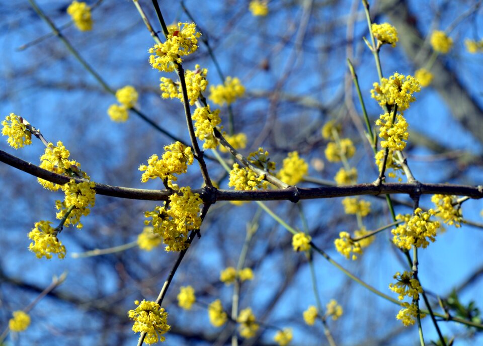 Tree spring close up