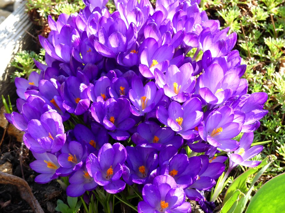 Bloom the beginning of spring signs of spring