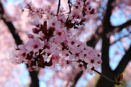 Cherry trees spring photo