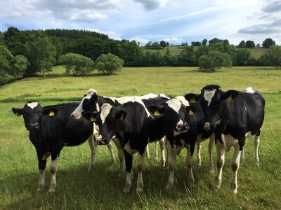 Graze beef cattle