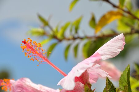 Bloom hibiscus pink photo