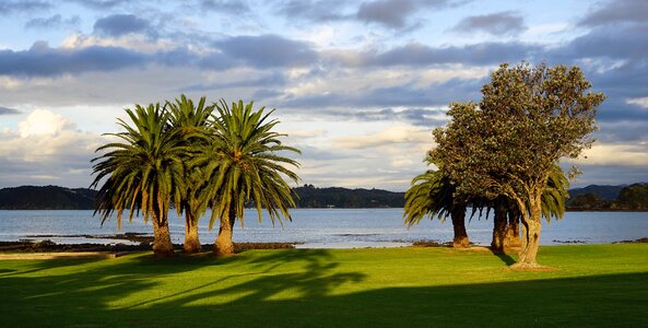 North island palm trees sky