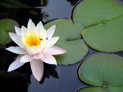 Green aquatic water lily