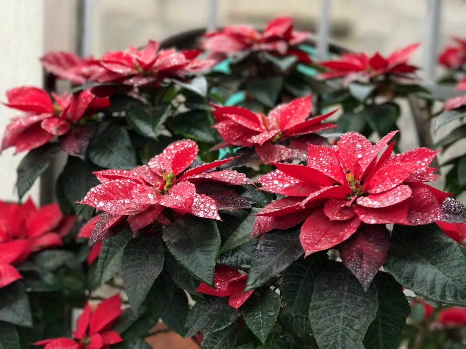Leaf nature plant