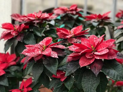 Leaf nature plant photo