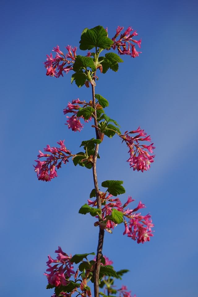 Red ribes sanguineum currants