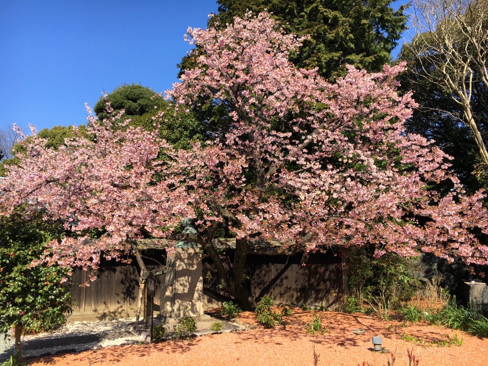 Pink japan beautiful