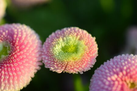 Plant flower blossom